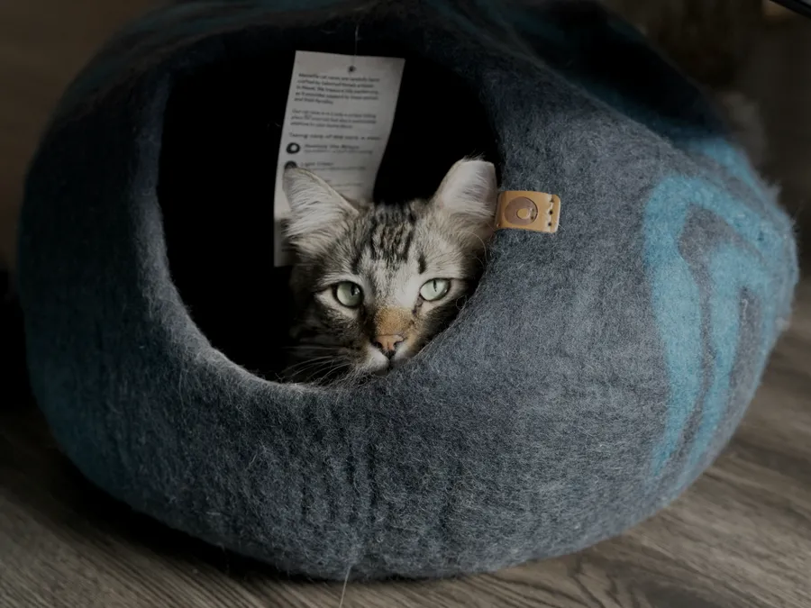 A cat resting inside a round felt pet bed